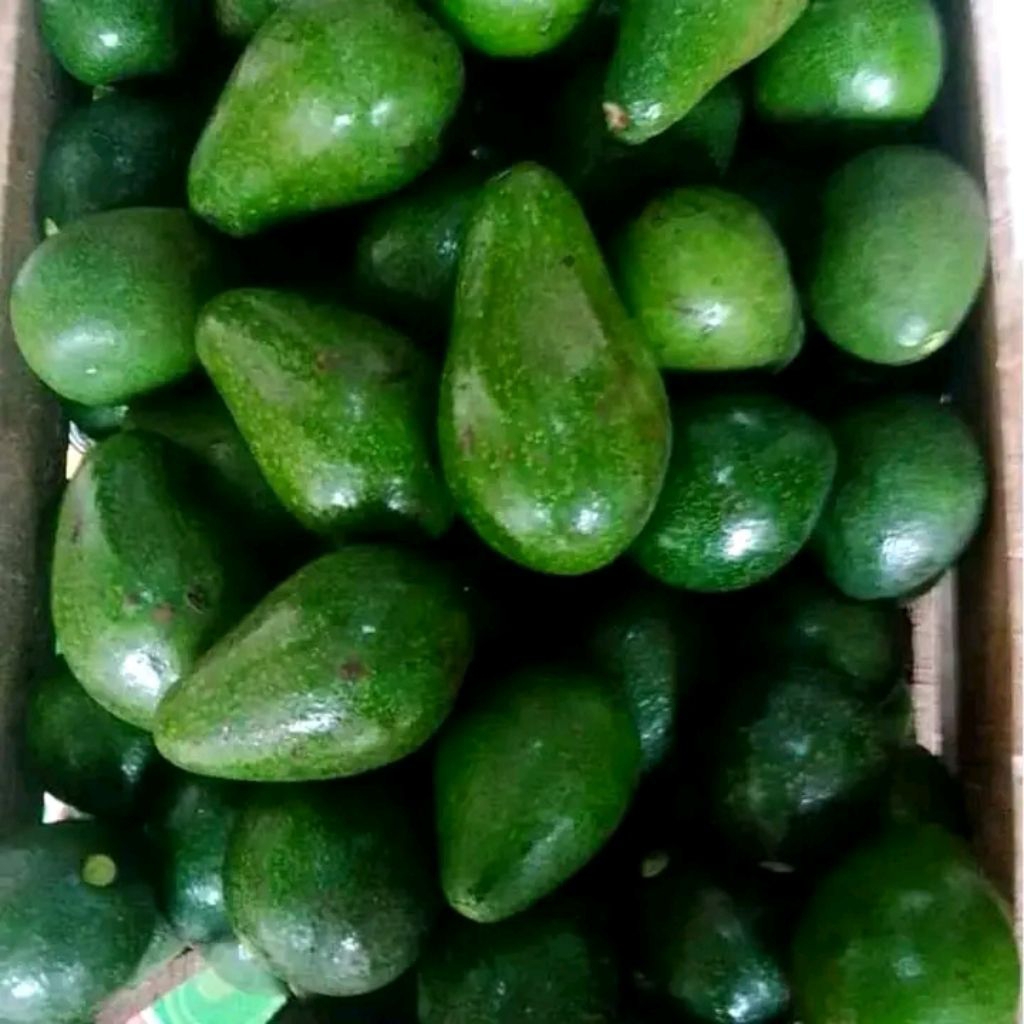 

alpukat mentega paket 2kg isi (6-8 BUAH) COD