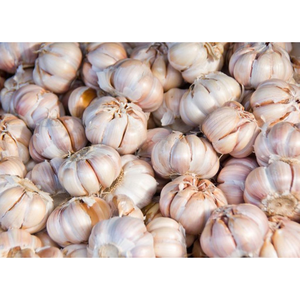 

Bawang Putih Fresh Segar 1Kg Murah Berkualitas