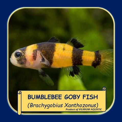 IKAN HIAS AIR TAWAR - BUMBLEBEE GOBY FISH / GOBY BUMBLEBEE / DWARF FRESHWATER GOBY BUMBLEFISH (IKAN 