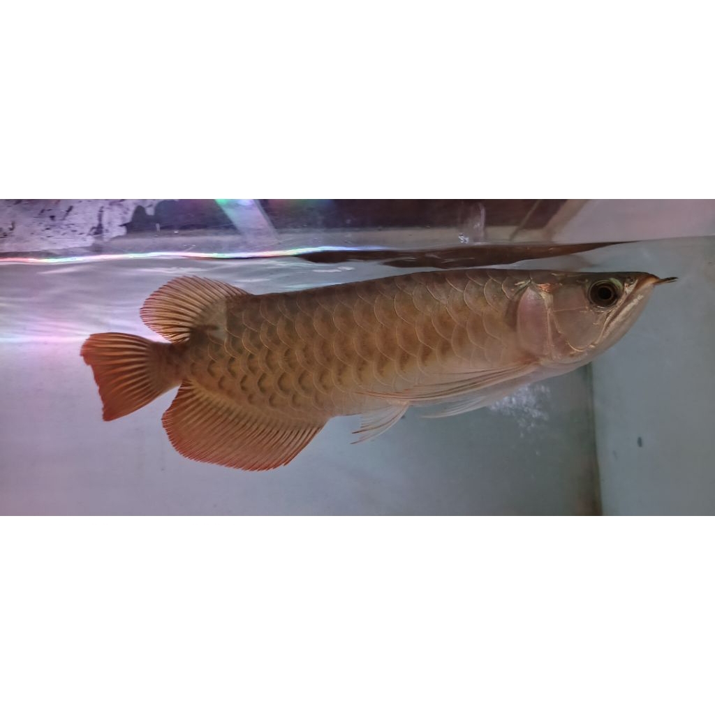 Arowana Super Red 30cm-35cm