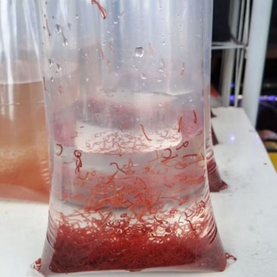 CACING DARAH HIDUP PAKAN IKAN HIAS FRESH (MINIMAL ORDER 3 BUNGKUS)