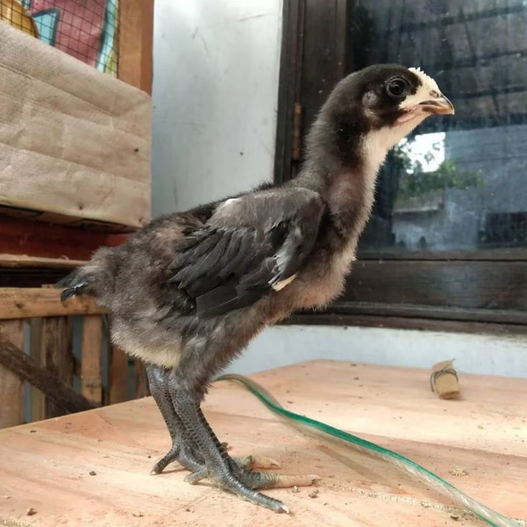 Ayam Pelung - Anak Ayam Pelung Usia 1 s/d 4 Minggu