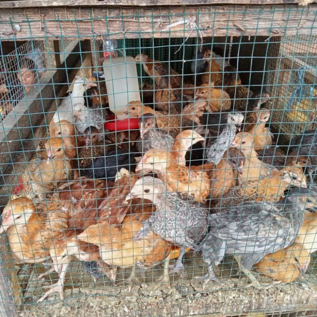 

Ayam Kampung - Anak Ayam Kampung Usia 1 s/d 2 Bulan