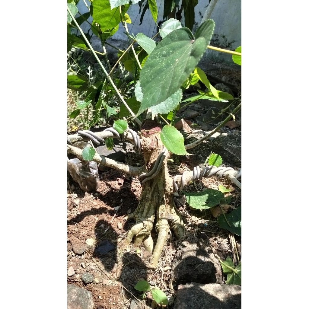 bahan bonsai waru india program akar