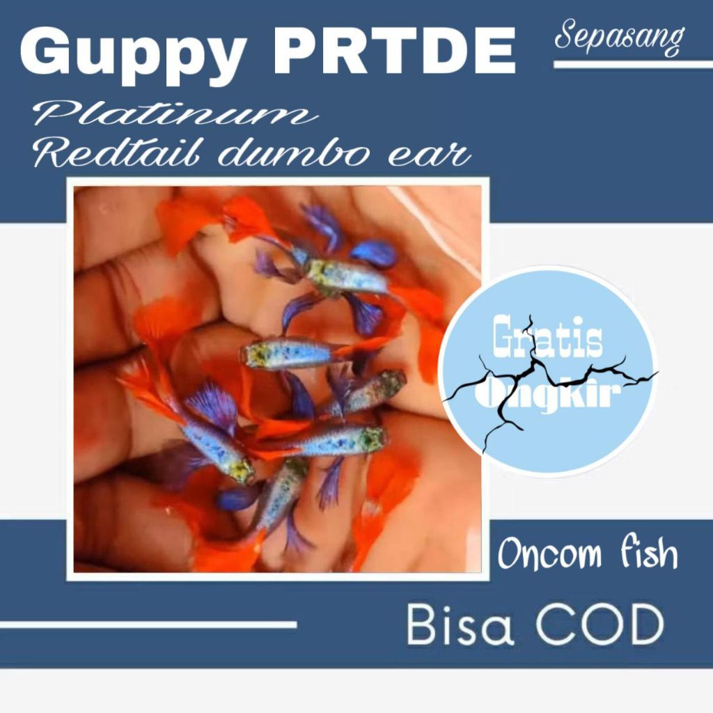 perlengkapan aquarium guppy prtde kuping lebar besar sepasang