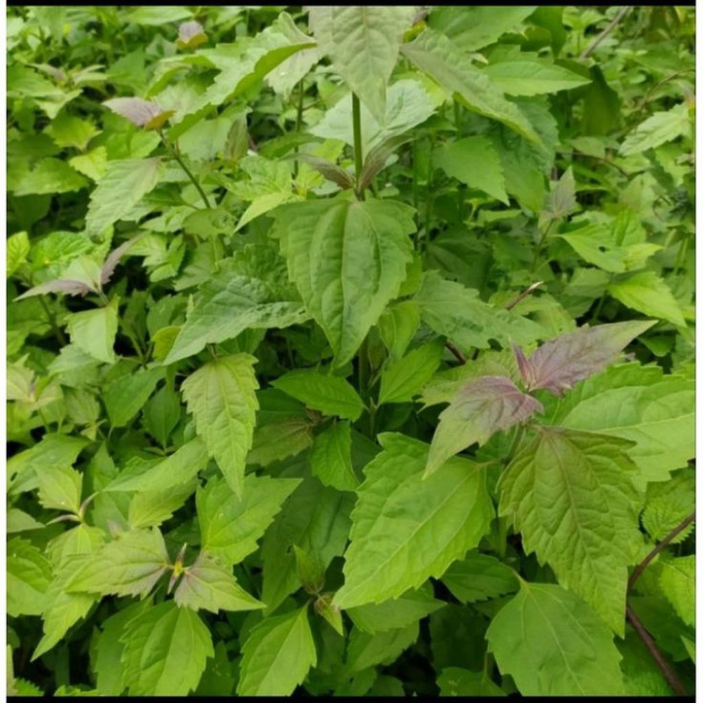 

DAUN BALAKACIDA / JATONG PER 100 LEMBAR