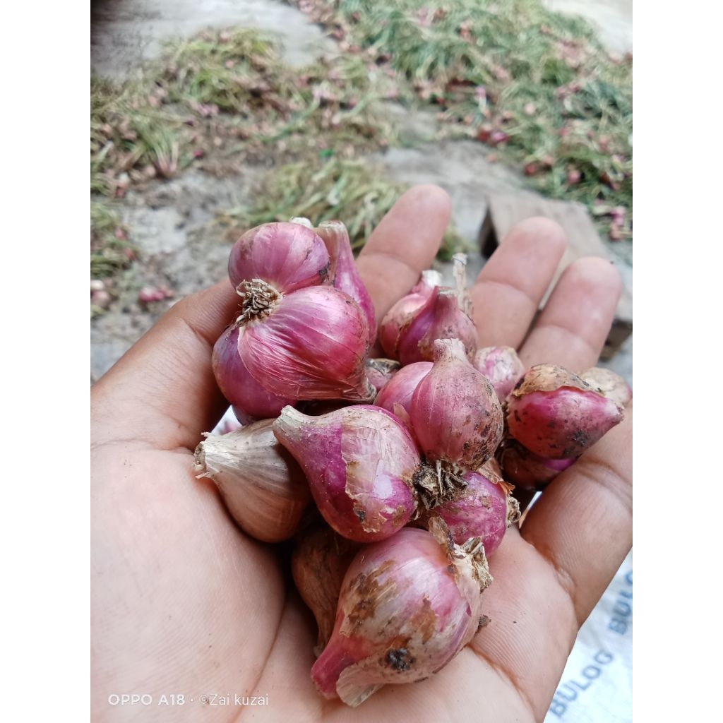 

Bawang merah