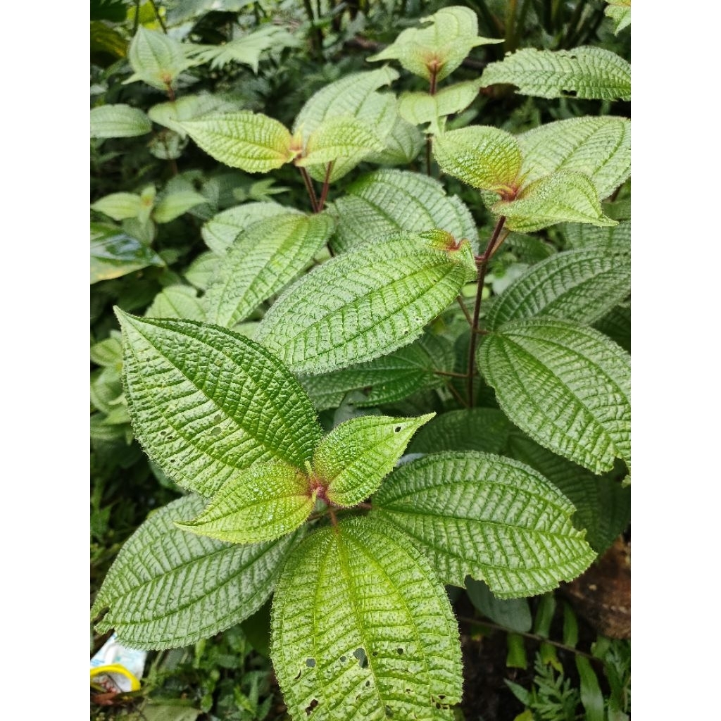 

Daun Harendong segar atau kering atau Clidemia hirta obat untuk menghentikan pendarahan pada luka, mengobati demam, gangguan pencernaan, disentri, diare, dan masalah kulit seperti kutu atau ketombe 10 lembar