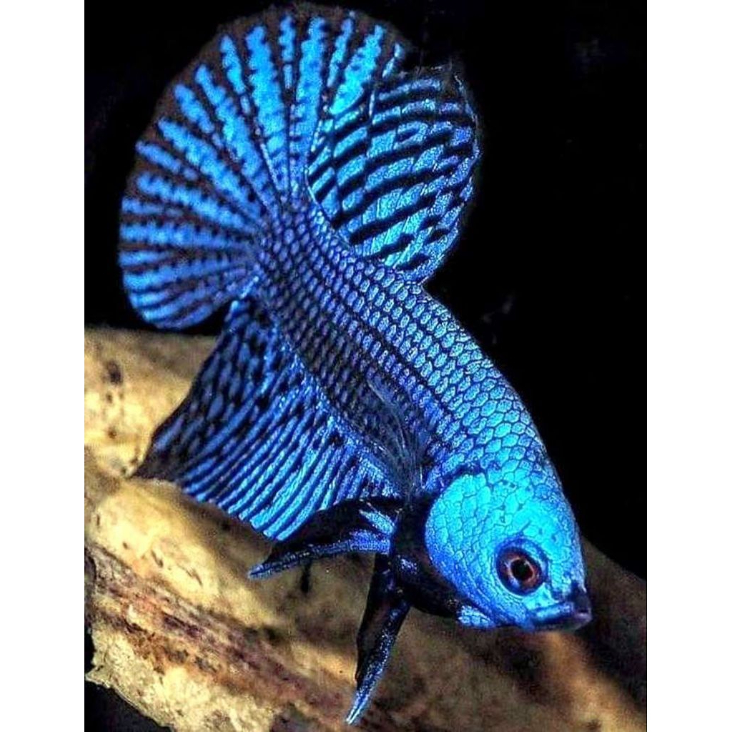 wild Betta allien blue murah discount