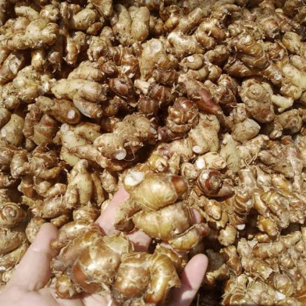 

KENCUR TUA SUPERRR PRESS 1 kg