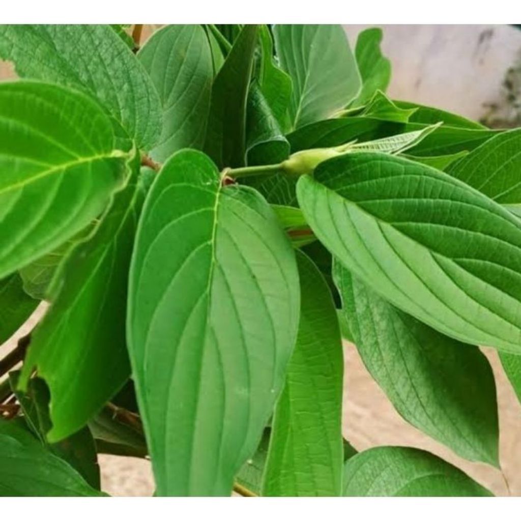 

Daun sirih hutan 100 lembar