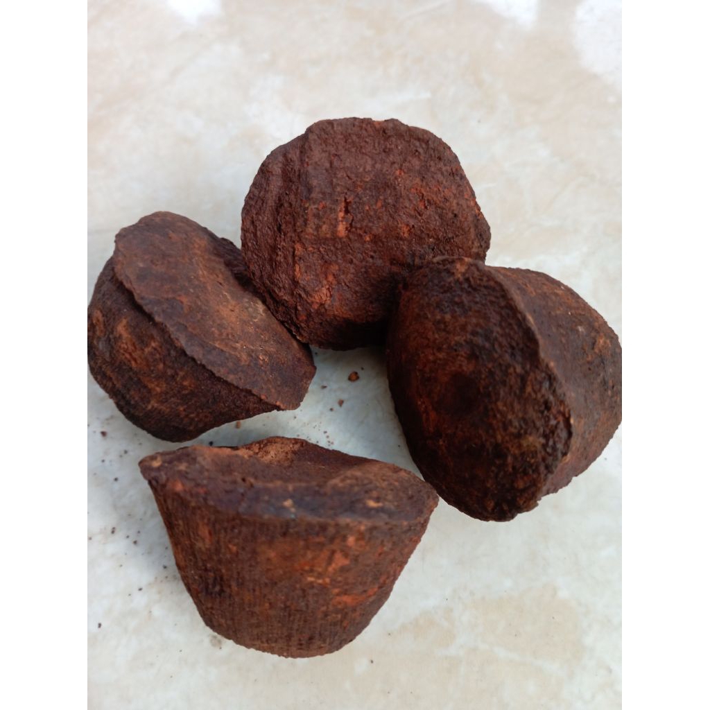 

Gambir jambu/kerucut maha bunga 1 biji/1 pcs