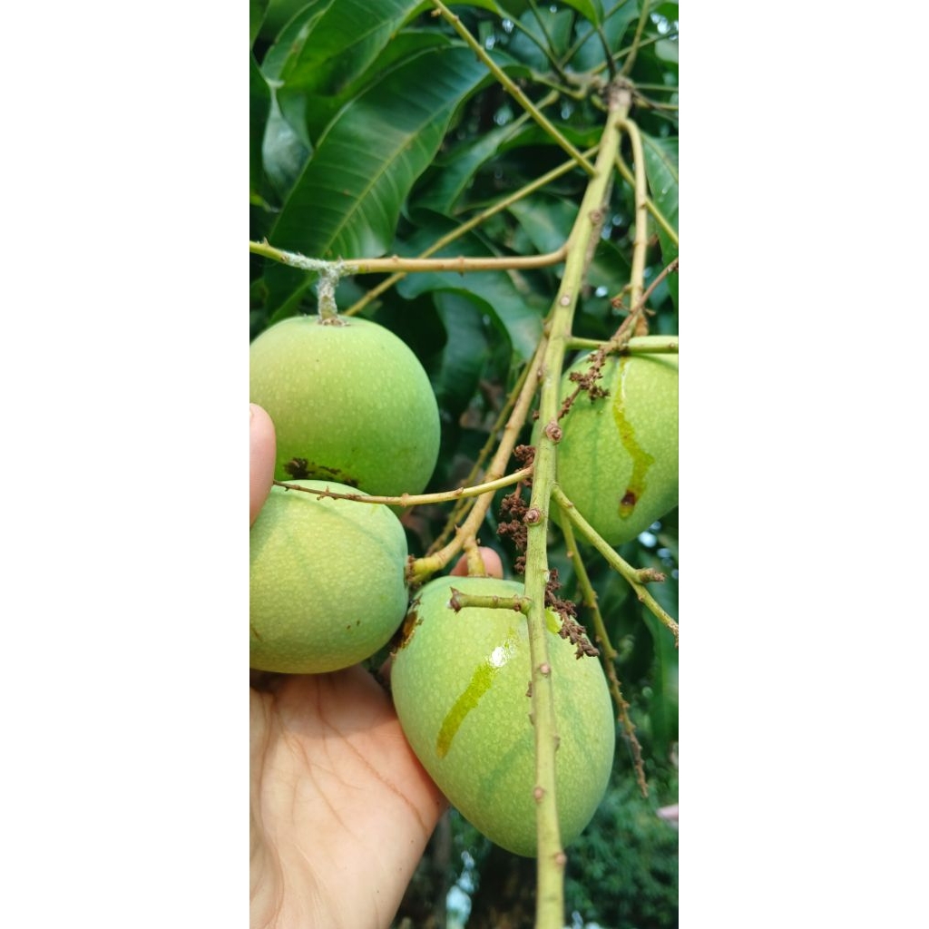 

mangga muda mangga telur/mangga keong fresh 1 kg