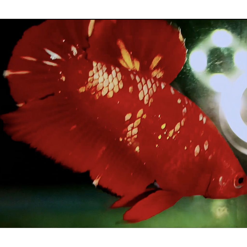 Pajangan Cupang Red Gold Galaxy