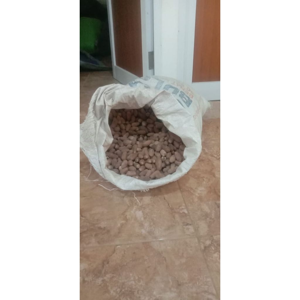 

biji polo kering lonjong kupas