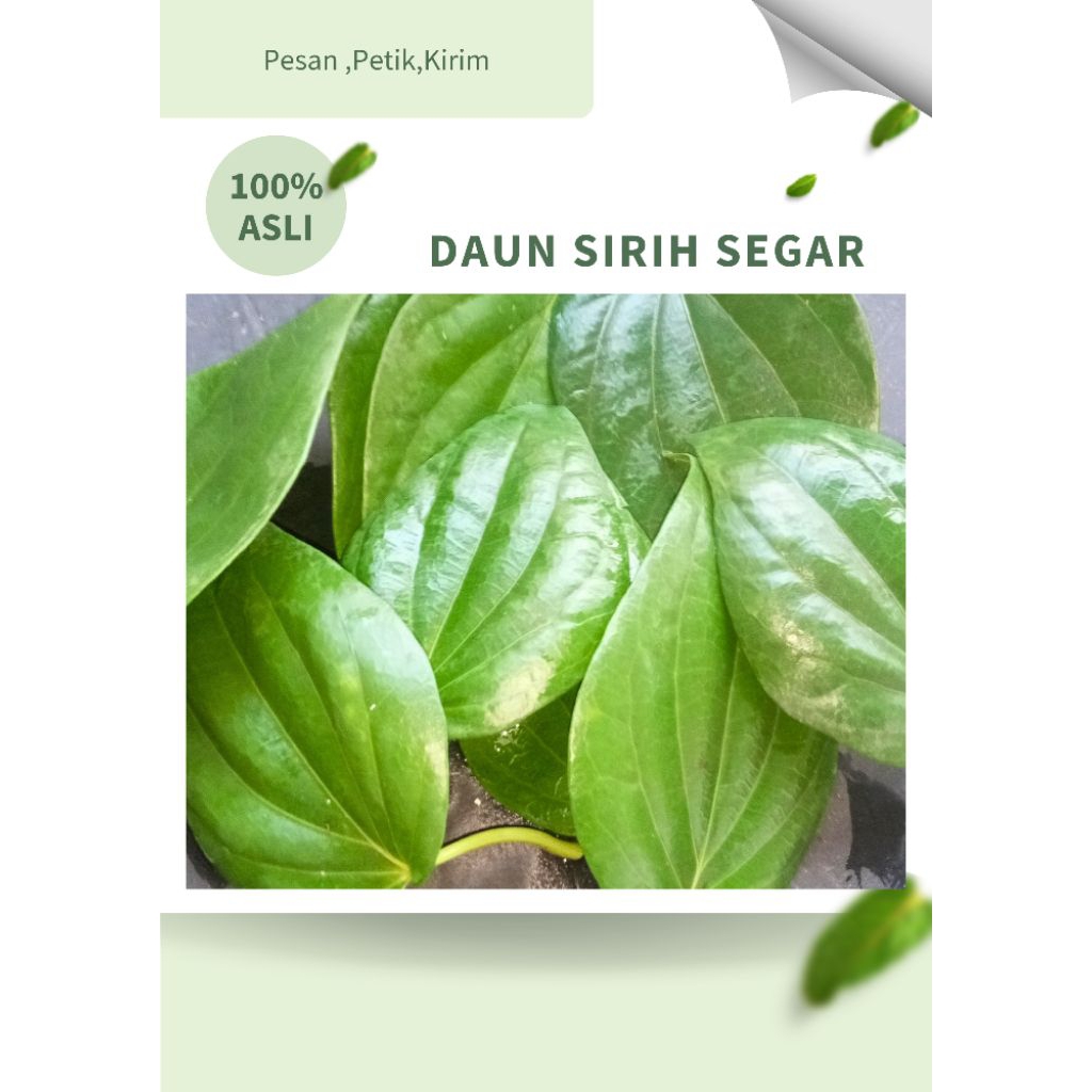 

100% Daun Sirih Segar Herbal Alami Membantu Masalah Kewanitaan,Daun Sirih 100 Lembar Murah