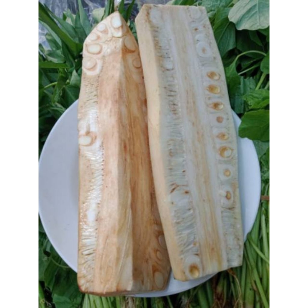 

NANGKA MUDA ATAU TEWEL SEGAR