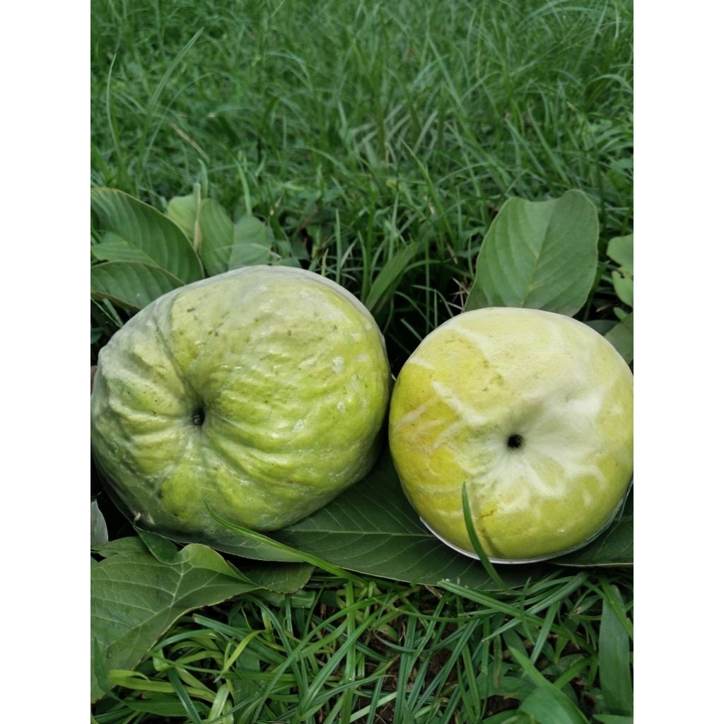 

Jambu krital kebumen 1kg isi 3 grade A