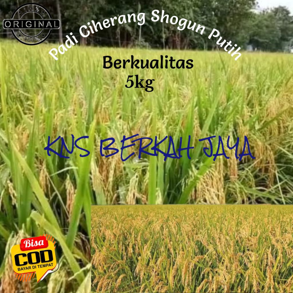 Benih padi ciherang shogun putih berkualitas hasil melimpah 5kg