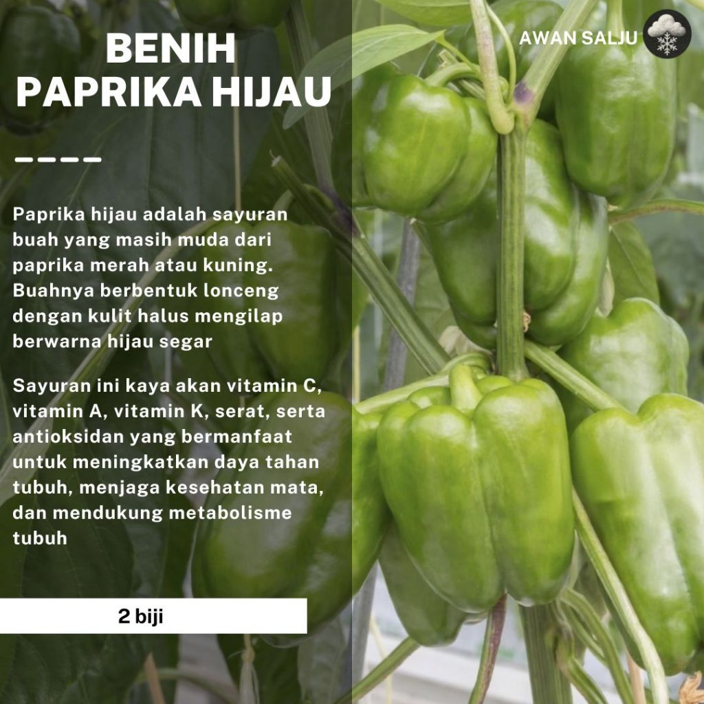 Benih Paprika Hijau F1 Bibit Paprika Hijau Benih Sayuran Berkualitas