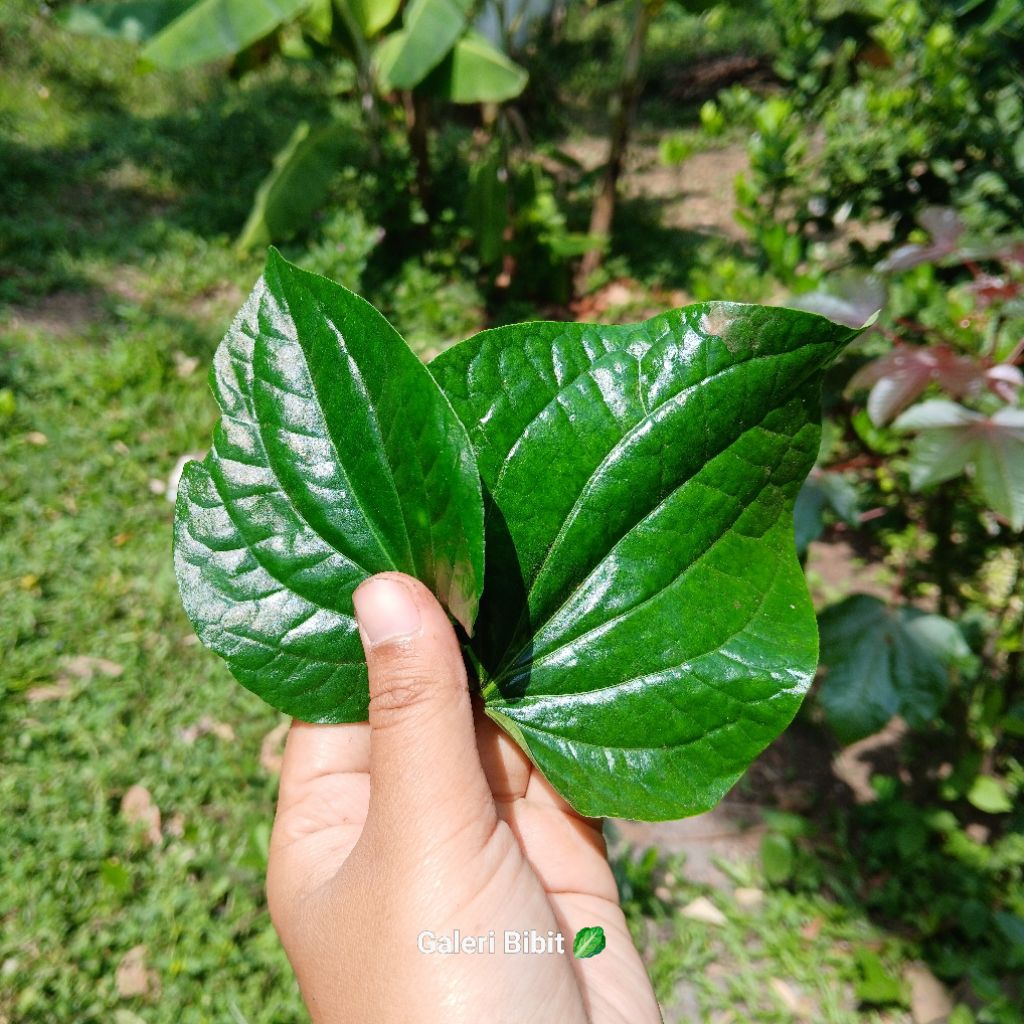 

500gr daun karuk segar (herbal asma dan masalah paru paru)