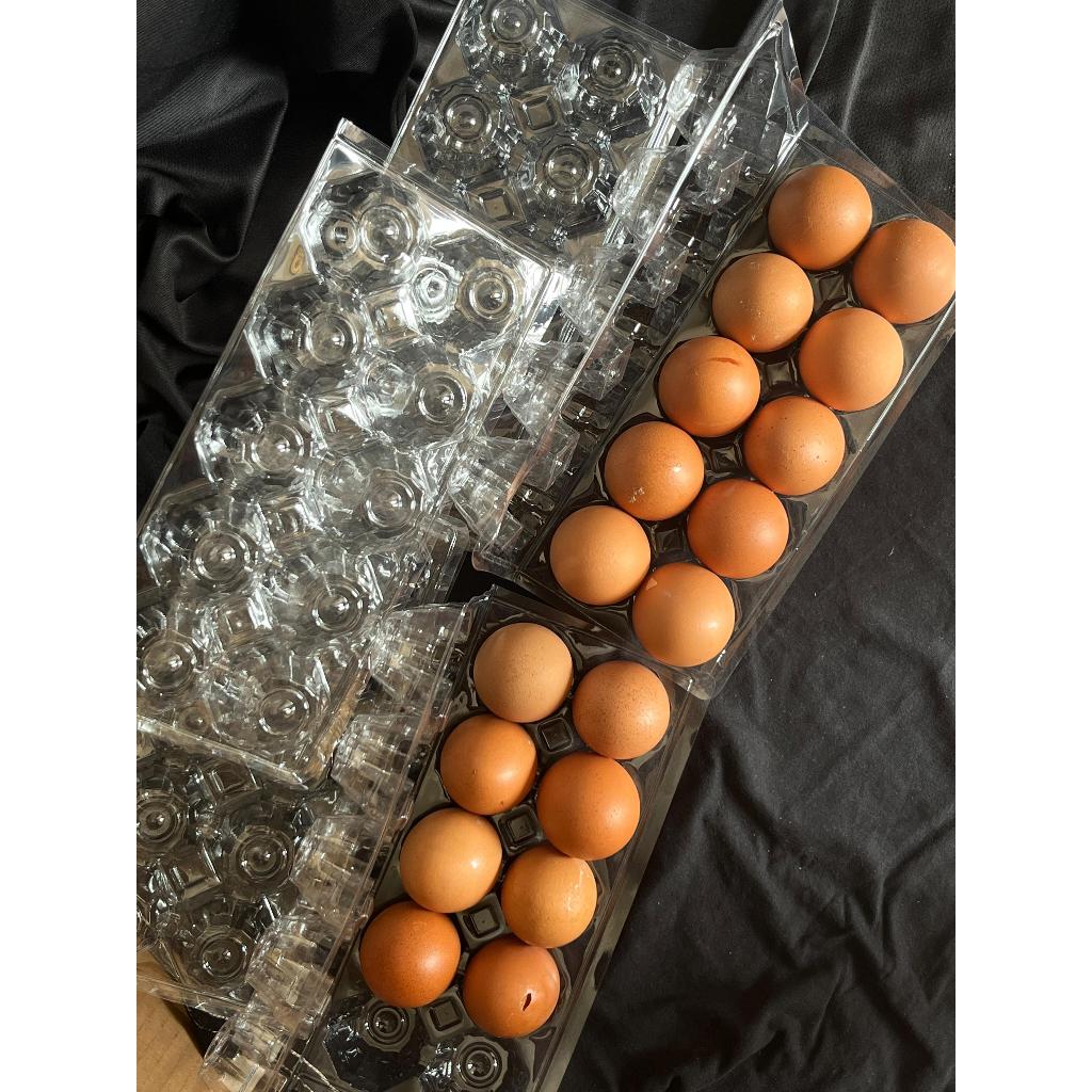 Mika Tray telur ayam isi 10 Murah Berkualitas Tanpa Kancing/ Menggunakan steples