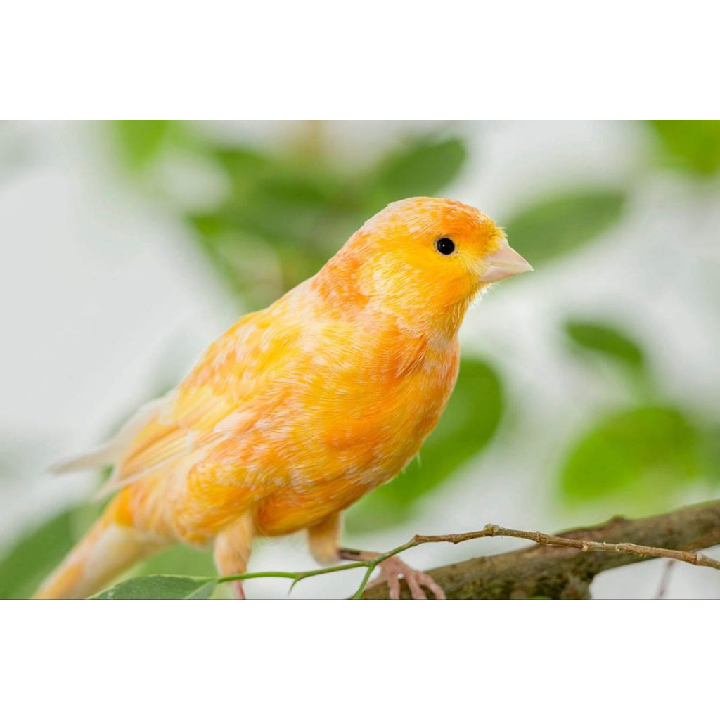 Burung Kenari Bahan Loper pilihn yg Terbaik