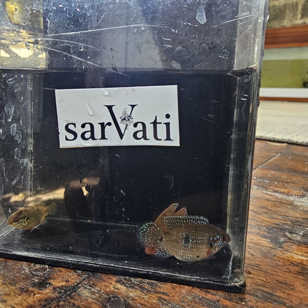 

PAKET IKAN RED JEWEL