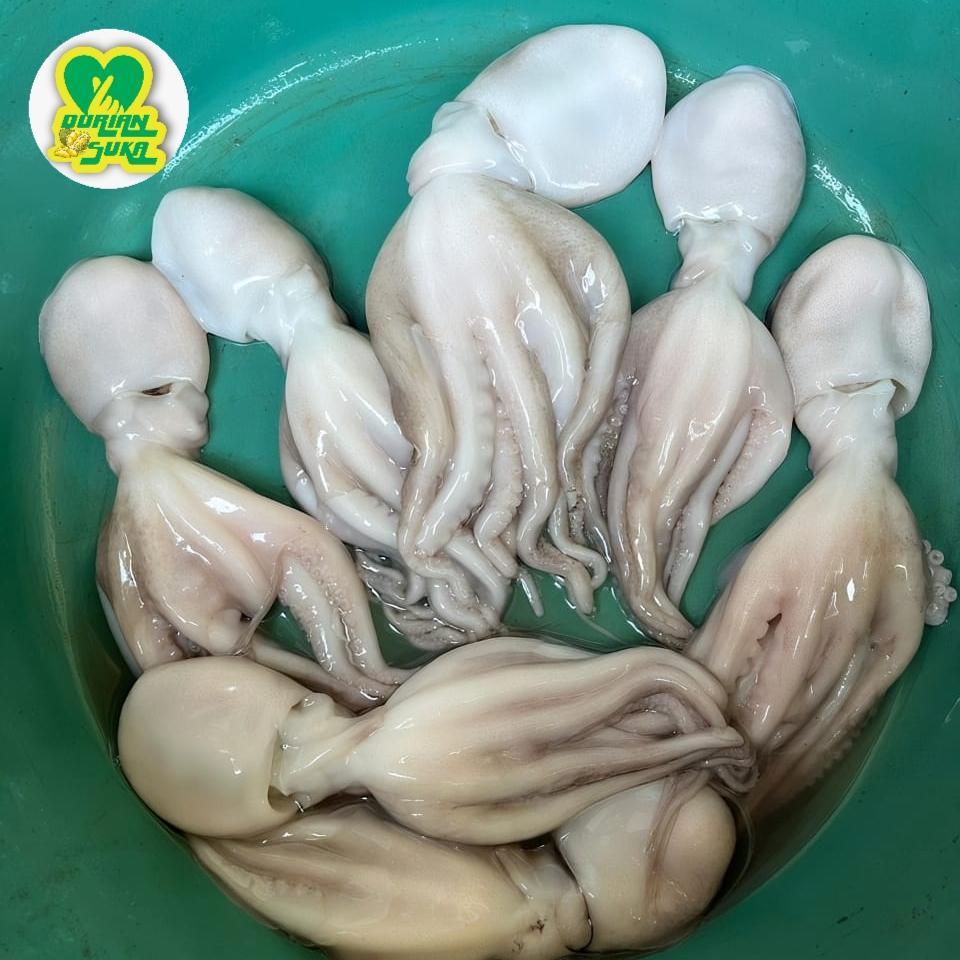 

Baby Gurita Tako Octopus 1Kg