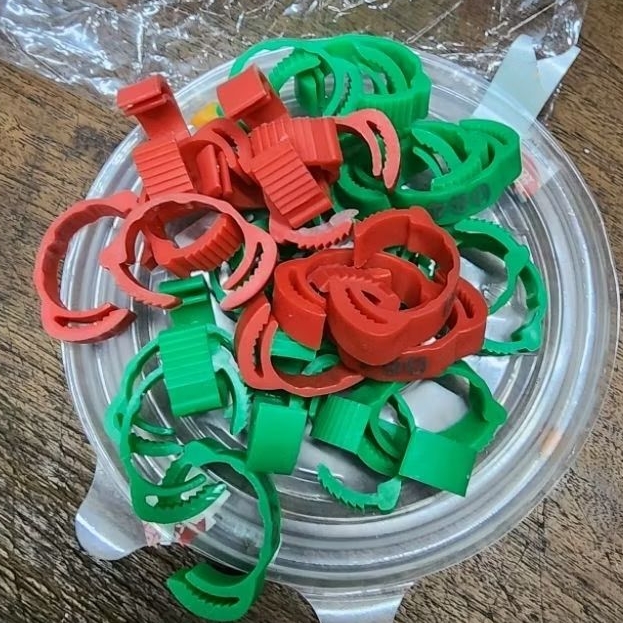 SEPULUH BUAH RING GOLD AYAM BANGKOK CINCIN AYAM TARUNG PENANDA AYAM