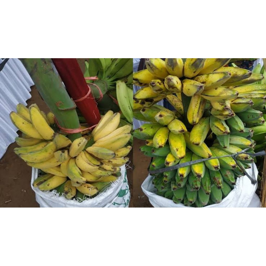

pisang kepok mentah di petik sudah tua fresh berkualitas 1kg - Kebun sejahtera