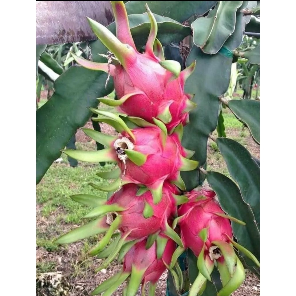 bibit buah naga merah super unggul cepet berbuah jumbo