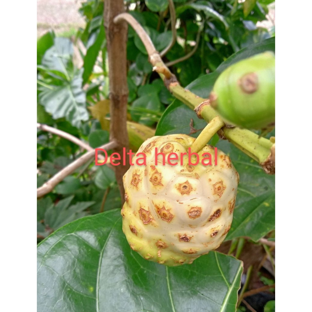 

Buah mengkudu atau Pace masih segar