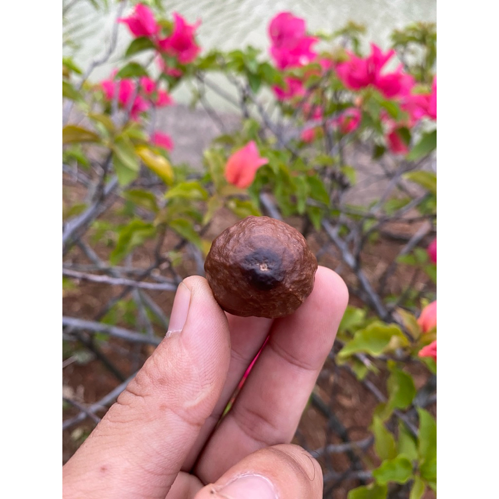 Kemiri Adu / Muncang Adu Jalim Si Liat