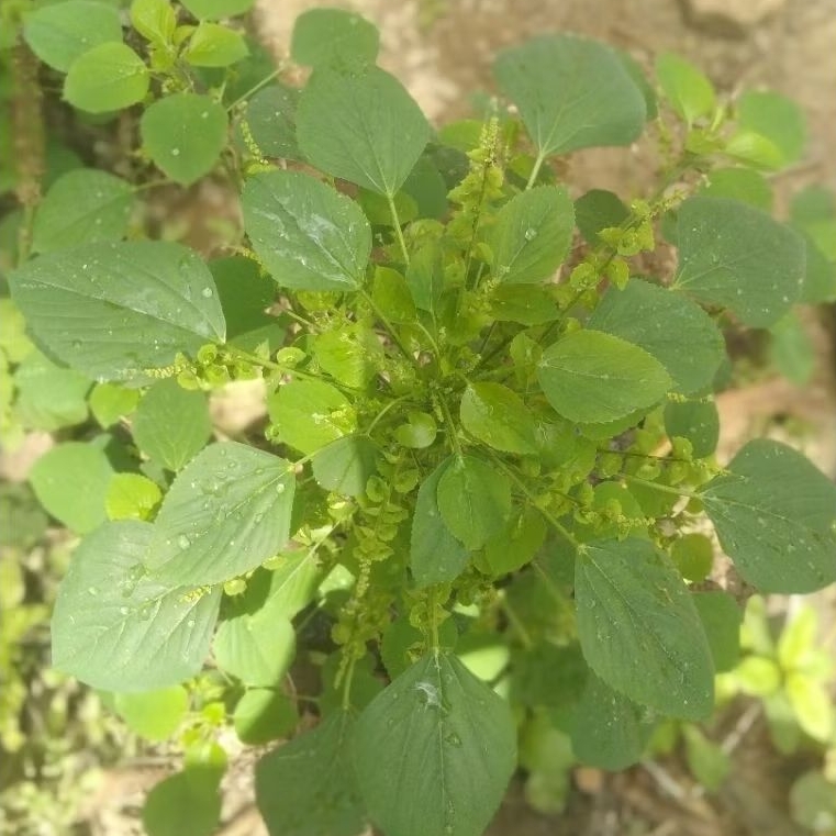 

daun anting anting segar 500 gram buat herbal di petik saat ada orderan masuk