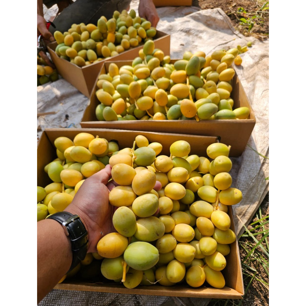 

Kurma Muda Pekanbaru 100 gr bergaransi