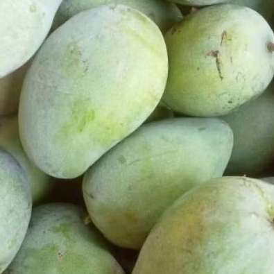 

seger mangga muda 1 kg/ mangga rujak/ rujak/ buah mangga/buah segar