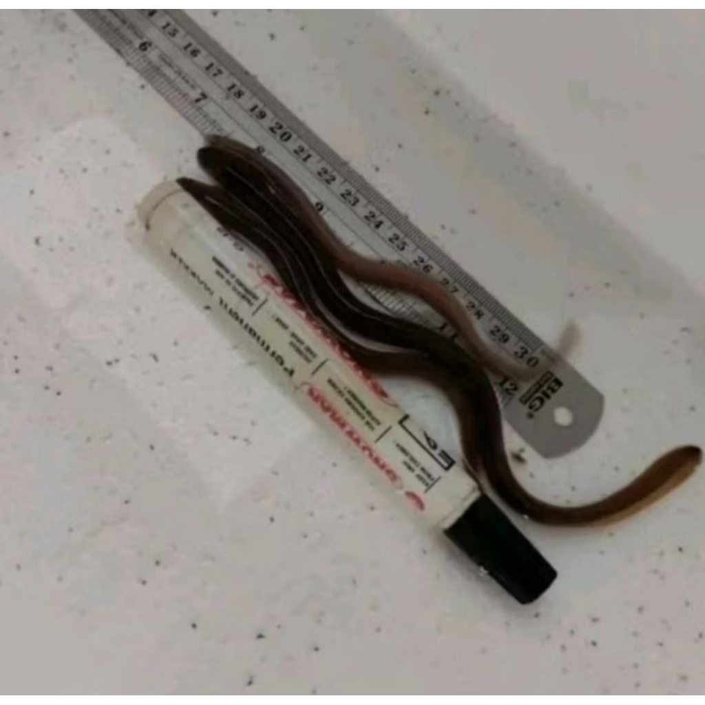 (COD) Bibit Sidat EVER Super Premium 50 ekor khas pangandaran