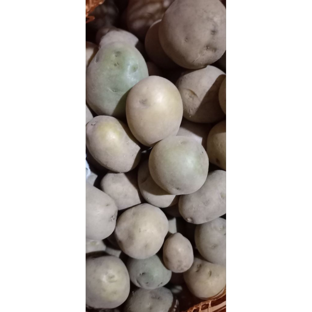 

kentang medium/kecil fresh langsung dari petani