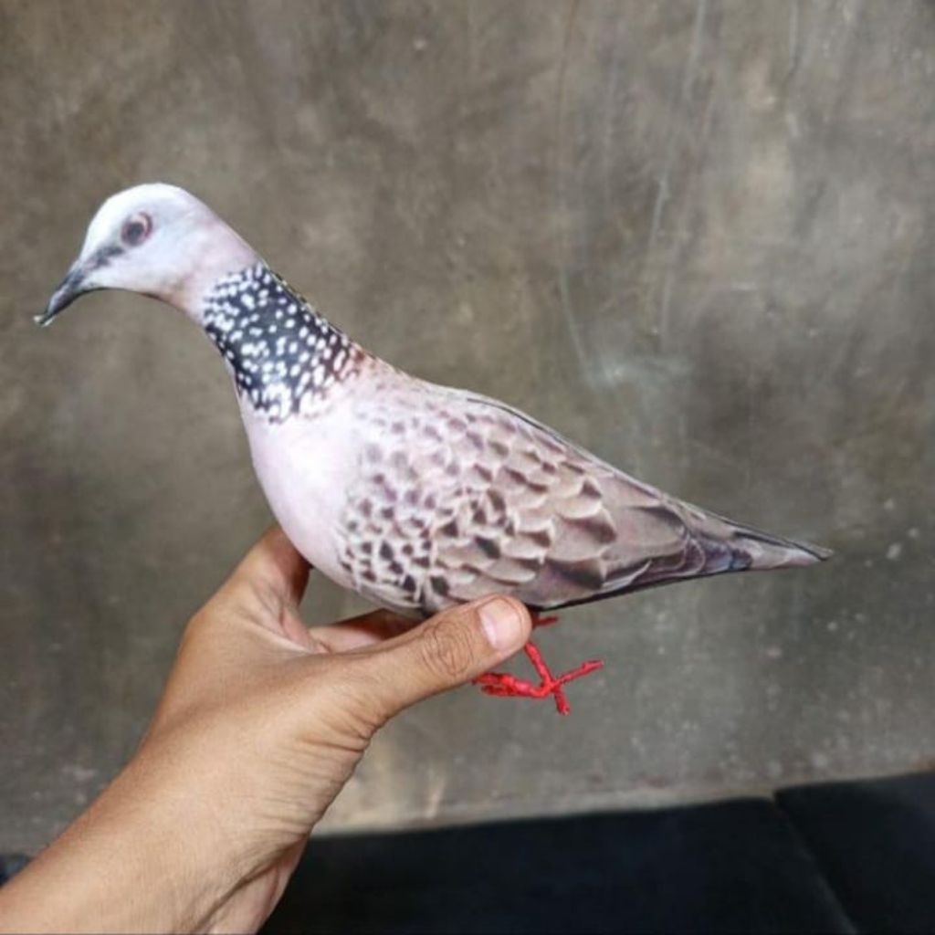 JONTROT BURUNG TEKUKUR SANGAT MIRIP/JONTROT TEKUKUR