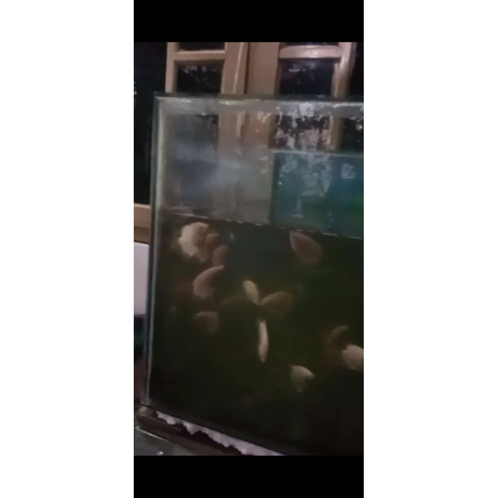 Ikan Gurame Padang 3jari