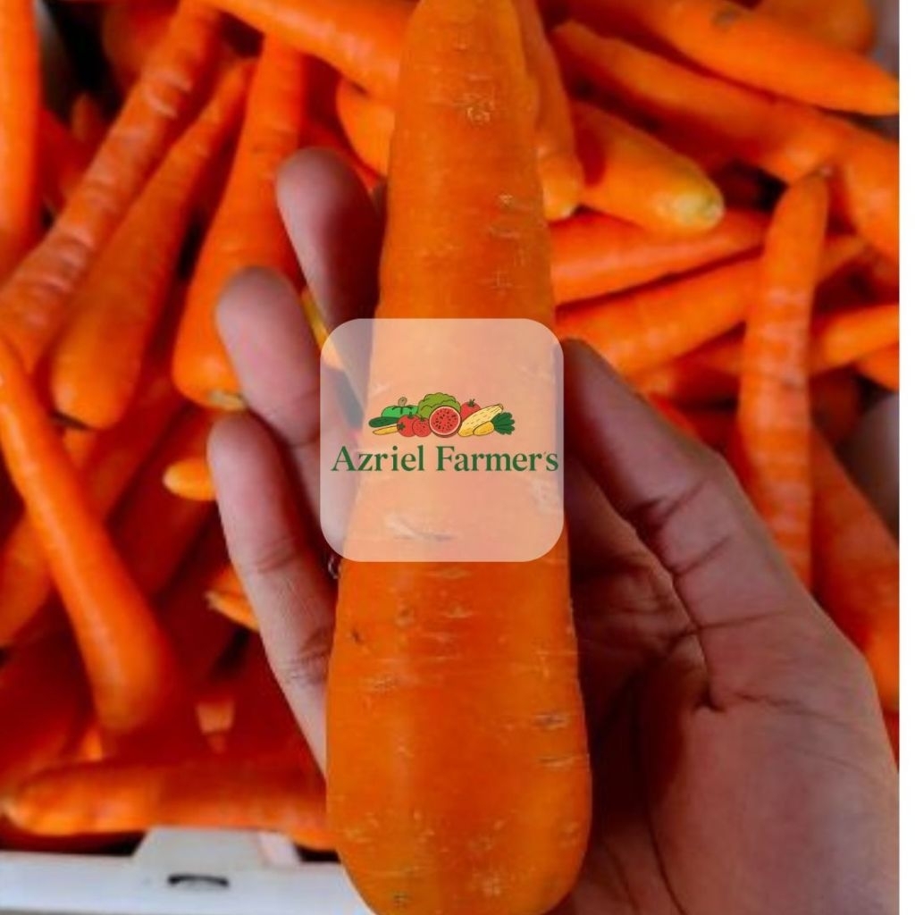 

Wortel Segar Fresh Langsung Dari Petani / 1kg