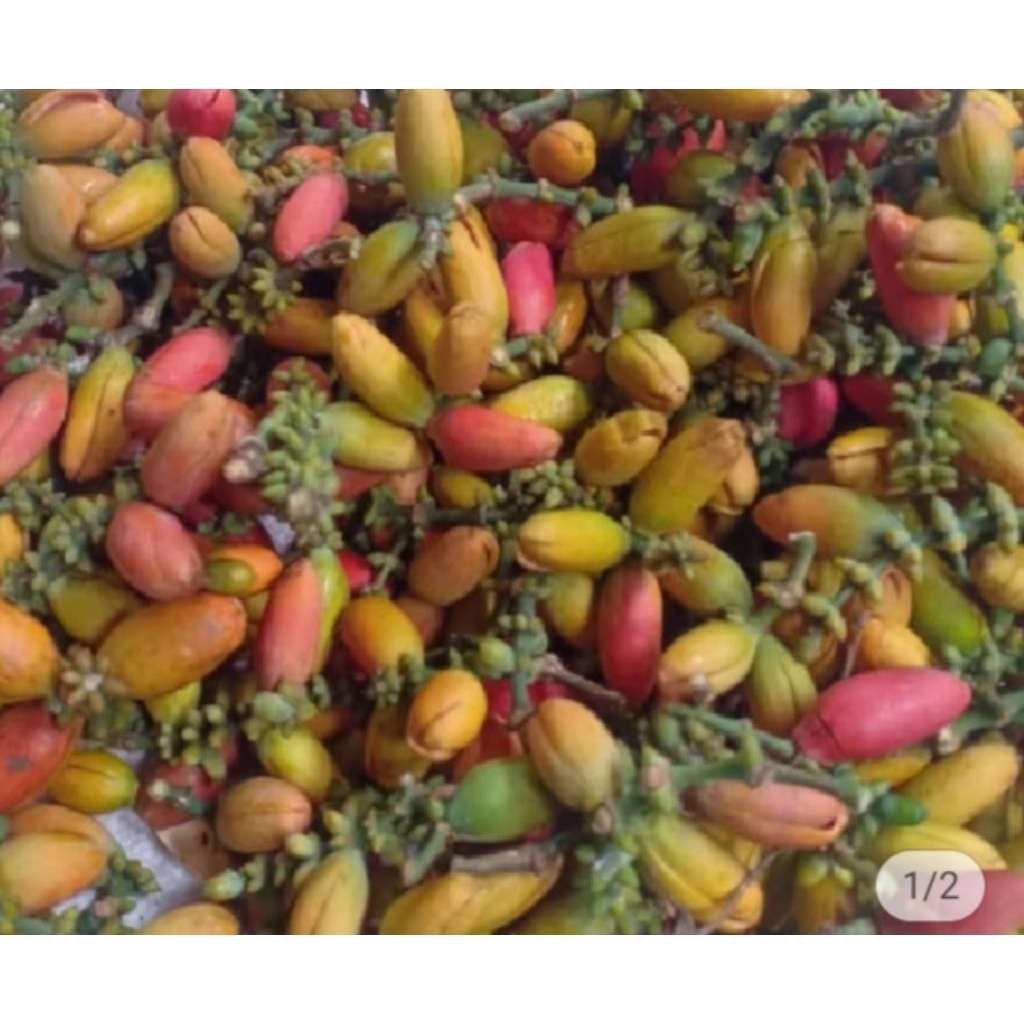 

kulit melinjo mentah 1kg