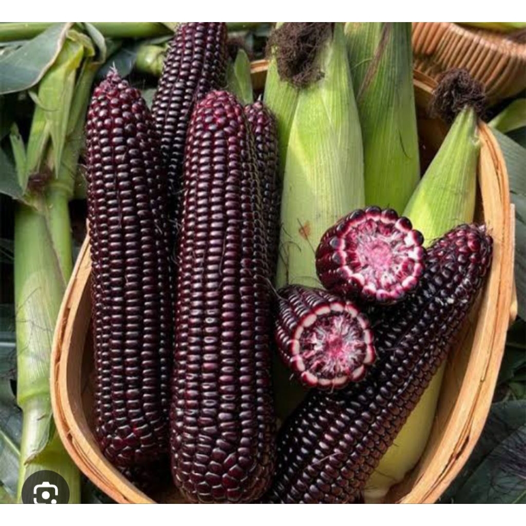 

Jagung pulut ketan ungu 1 kilo enak pulen cocok untuk diet diabetes dikukus direbus bisa