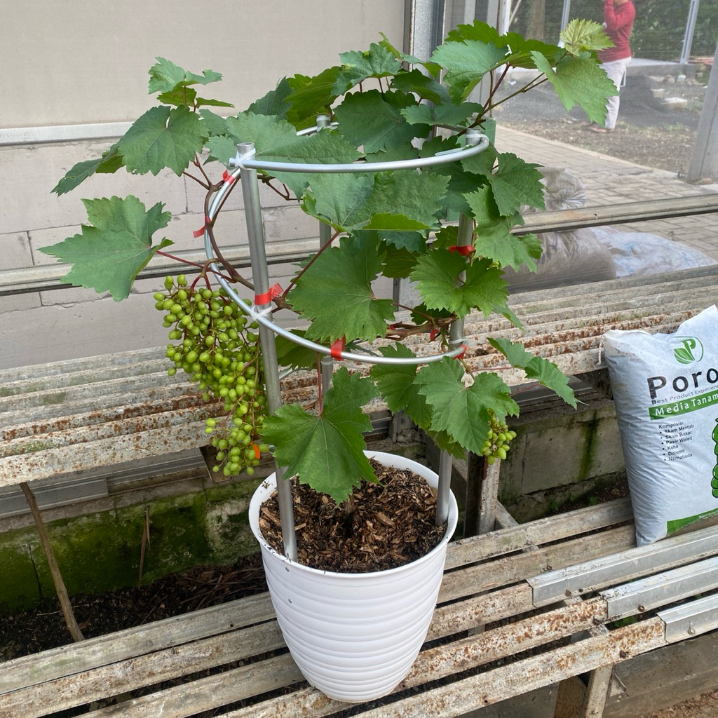 

Tabulampot Anggur Spiral Jenis Veles - 3 Dompol