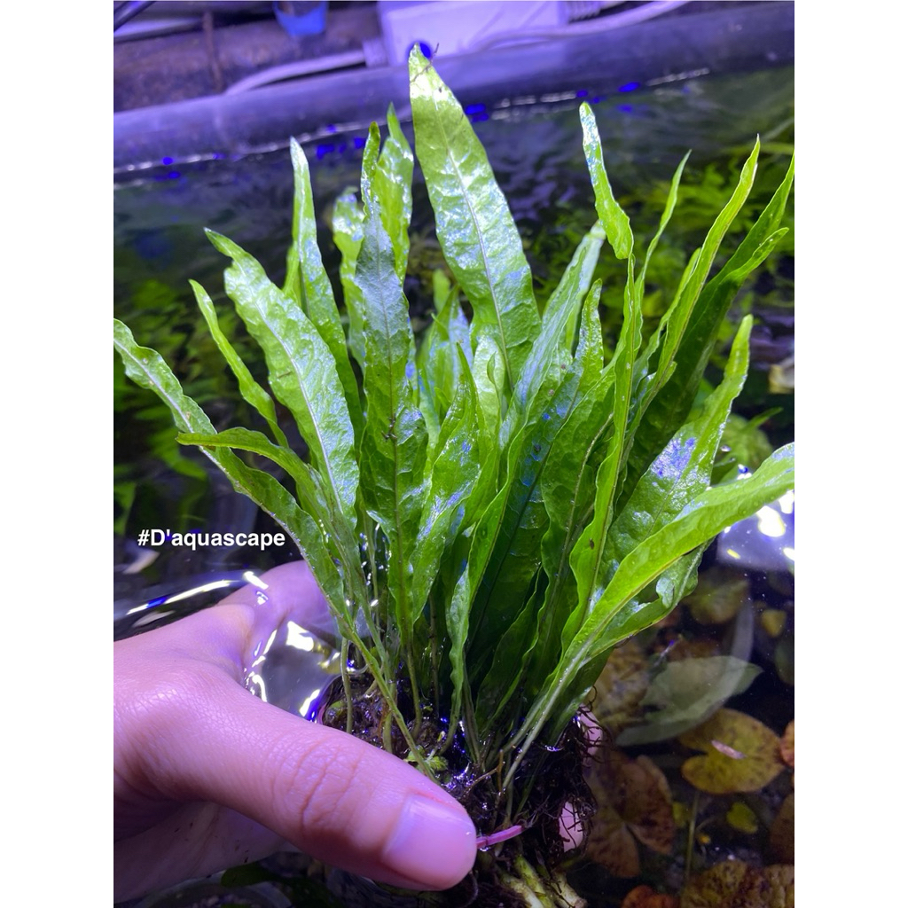 Kadaka Tanaman Air Akuarium