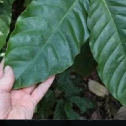 

daun kopi seger dipetik dri pohonnya langsung 250g