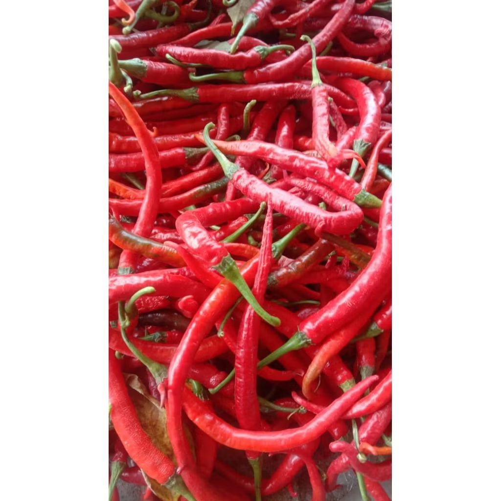 

cabe merah keriting 1 kg