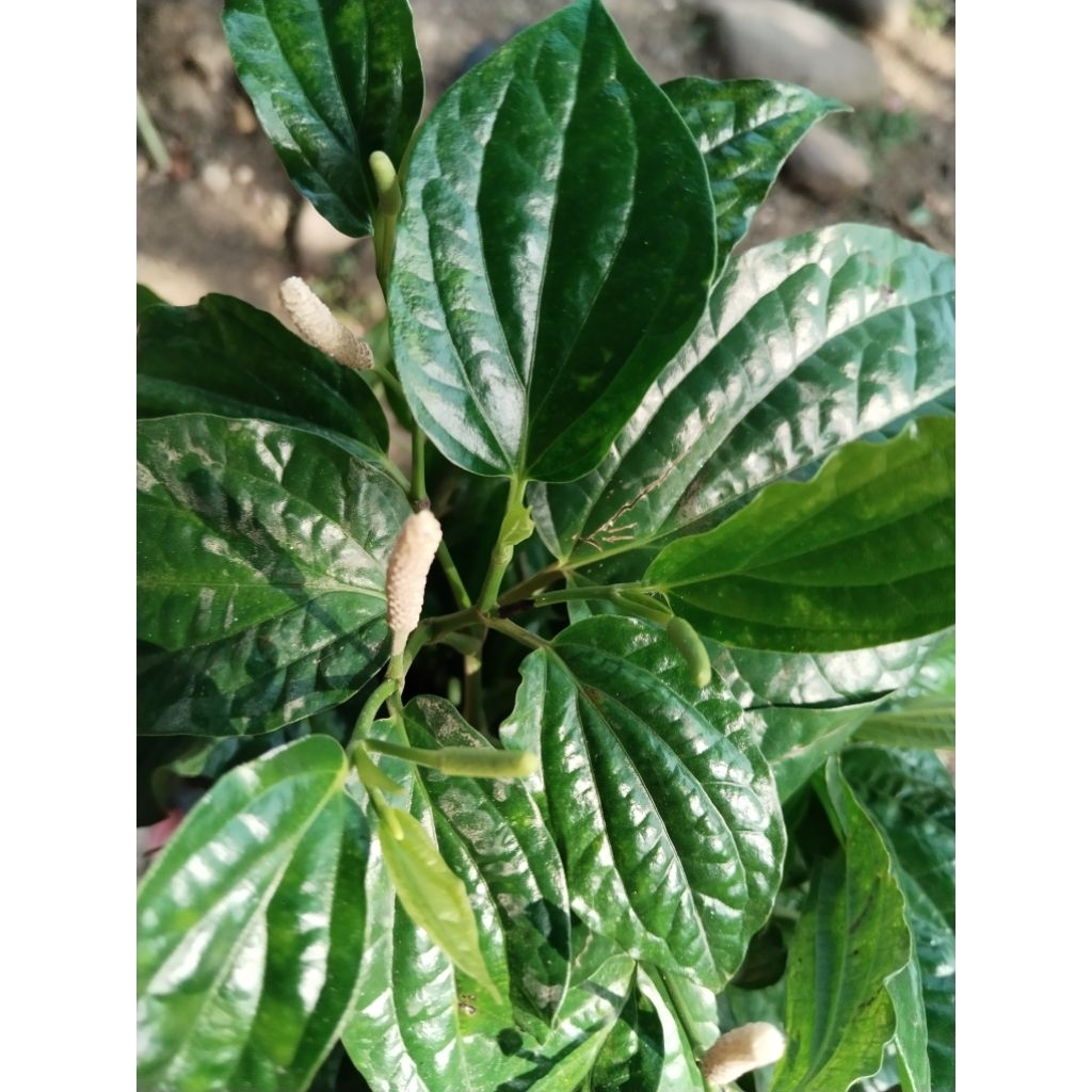 

daun karuk segar 50 lembar