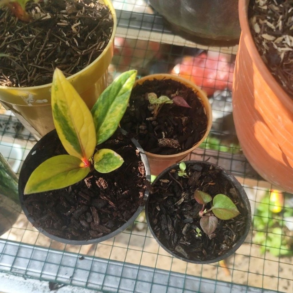 jemani pink & hokery black red